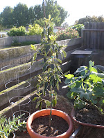 Bacon Avocado Tree5