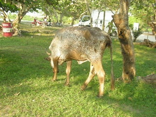 cow, Honduras