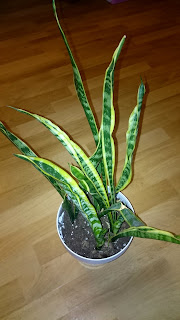 Sansevieria trifasciata