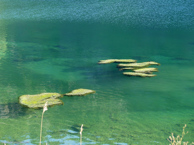 052: many floating algae mats
