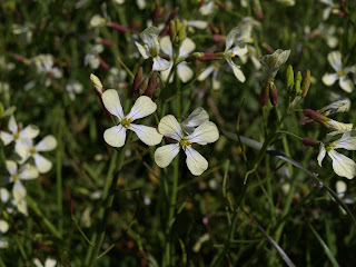 Rabanillo (Raphanus raphanistrum)