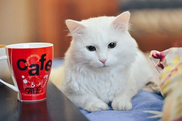 white cat name and Pictures