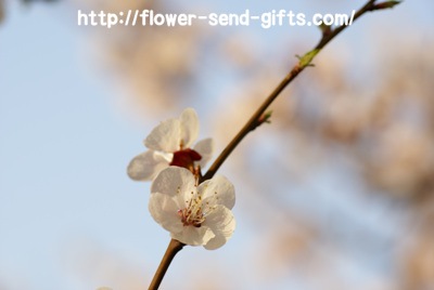 Cherryblossom- DSC07115