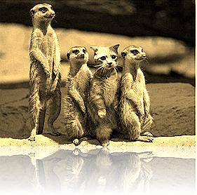 "maybe if I stand real still, no one will notice I am not a... what ever the hell these things are... 