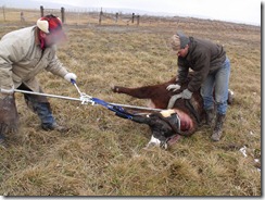 Calving 454