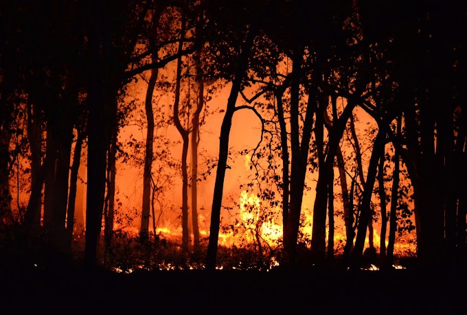 Informe Anual de Medio Ambiente 2023: superficie con vegetación natural afectada por incendios forestales tuvo una variación del 156% entre las dos últimas temporadas