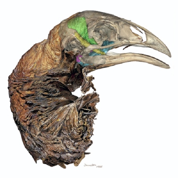 Medical imaging helps define Moa diet