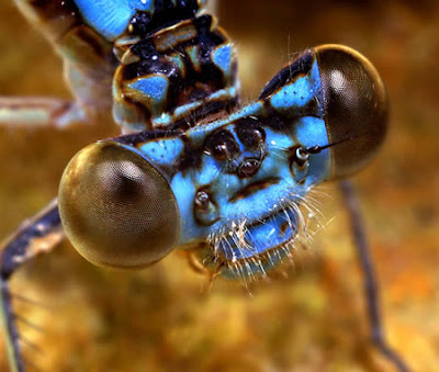 Damselfly, Ischnura Heterosticta