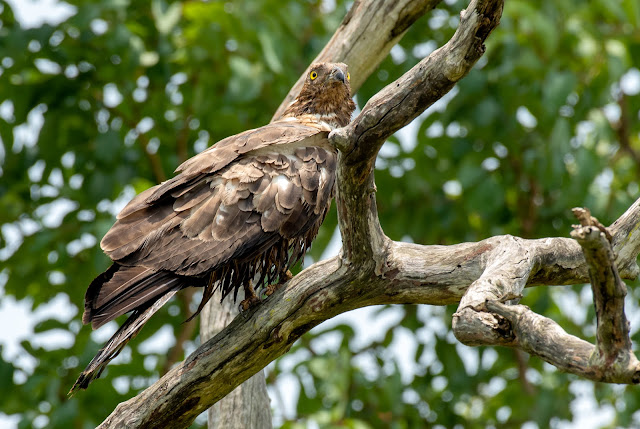 nature wildlife western ghats wild planet devala rain forest