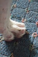 Blue's foot