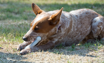 Nylon bone with non-perishable meaty center to entice dogs to chew