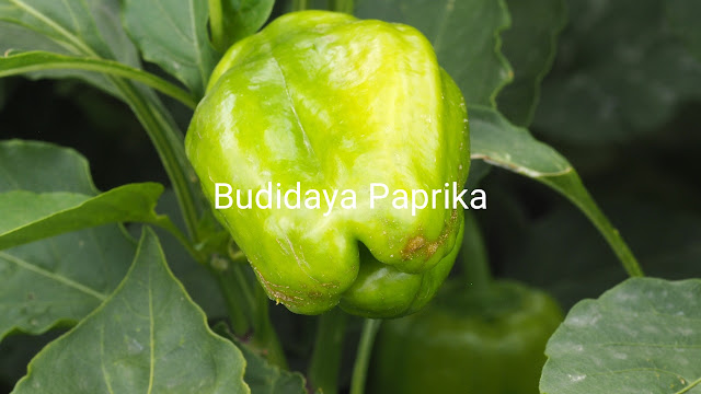 Budidaya paprika