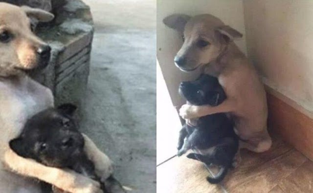 Αδέσποτος σκύλος δεν σταματάει να αγκαλιάζει τον φίλο του όταν τους έσωσαν από τους δρόμους!