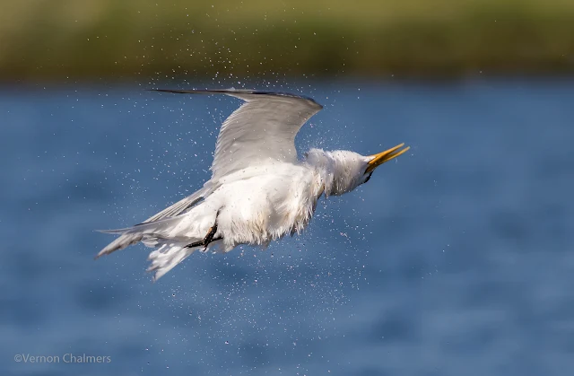 Birds in Flight Photography Cape Town: Using Wide Zone Autofocus