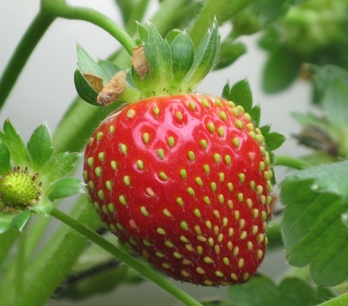 How To Grow Strawberries