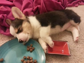 adorable dog pictures, cute puppy sleeps while eating