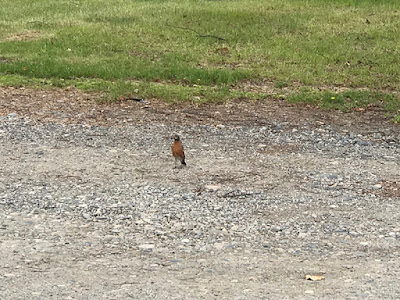 Our Campground is Full of Robins