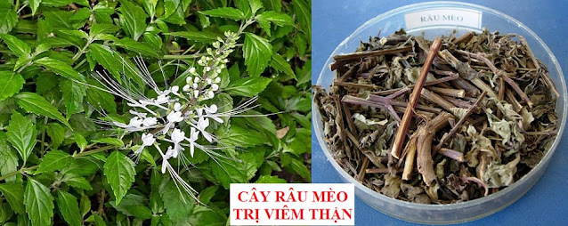 PHÒNG CHỮA BỆNH NHỜ RAU CỦ QUẢ QUANH TA - CÂY RÂU MÈO TRỊ VIÊM THẬN