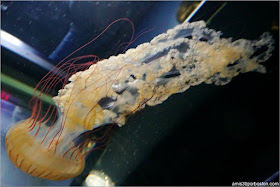 Medusa Chrysaora Plocamia en el Acuario de Boston