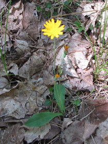two-flowered cynthia