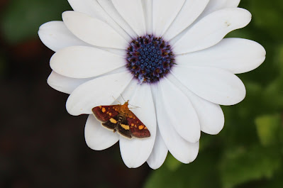 Muntvlindertje - Muntflinterke - Pyrausta aurata