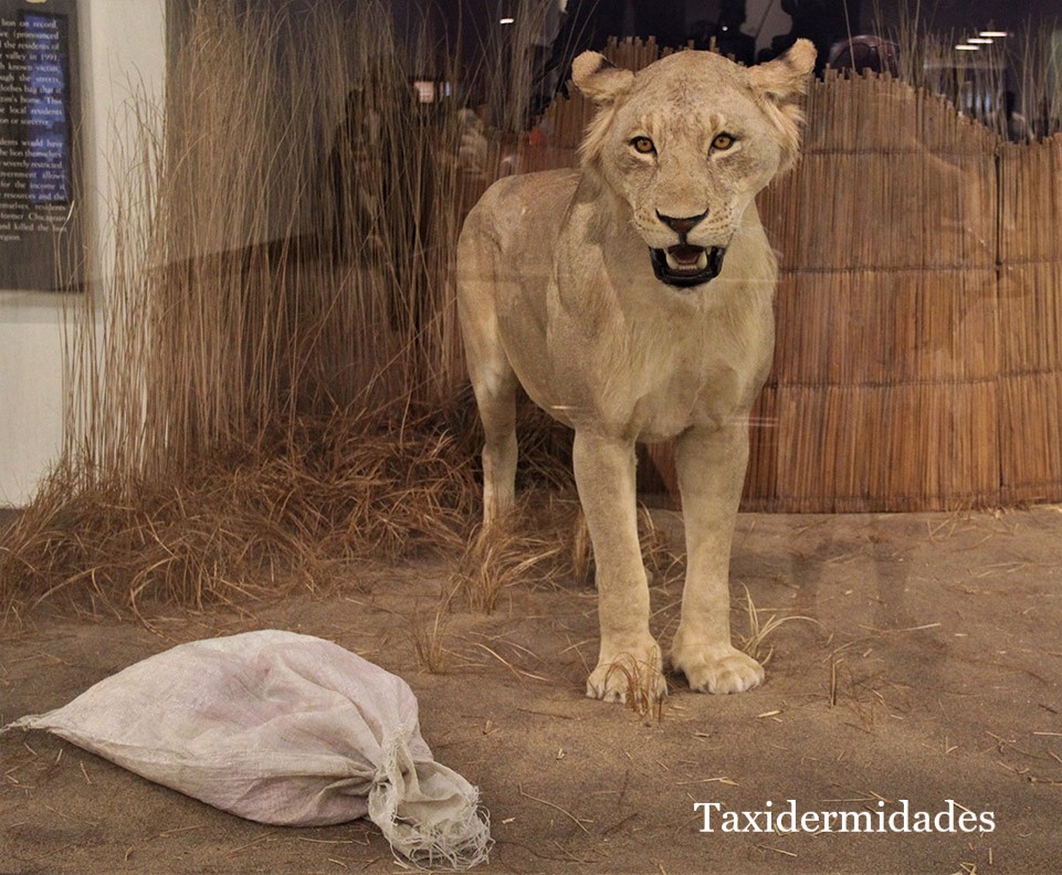 Los leones devoradores de hombres del Museo Field de Chicago. |  Taxidermidades