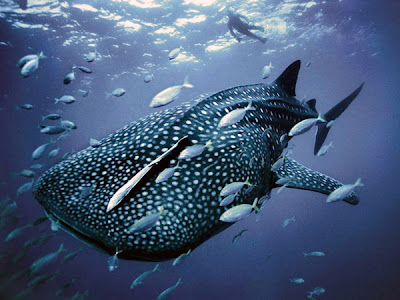 Whale Shark