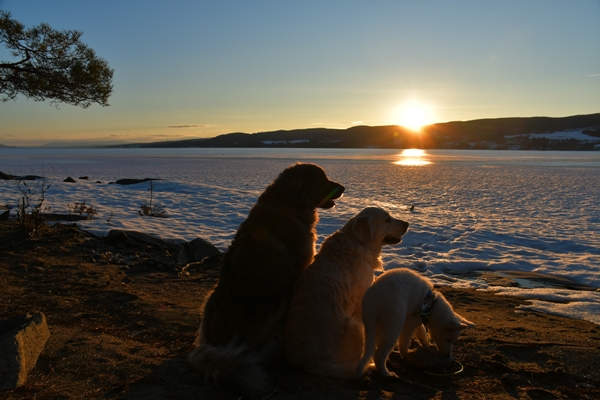 røsholmstranda hvit gjeterhund solnedgang