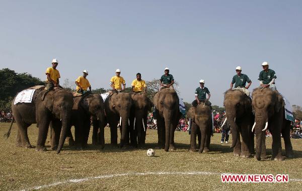 Thailand Elephant Play Soccer In Kathmandu Nepal