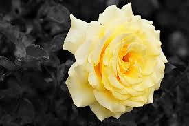 Hd Images Of Yellow Rose 34