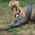 Snake With Tiger 