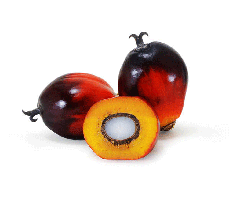 Palm fruit ( Tar Ka Phal ) in english