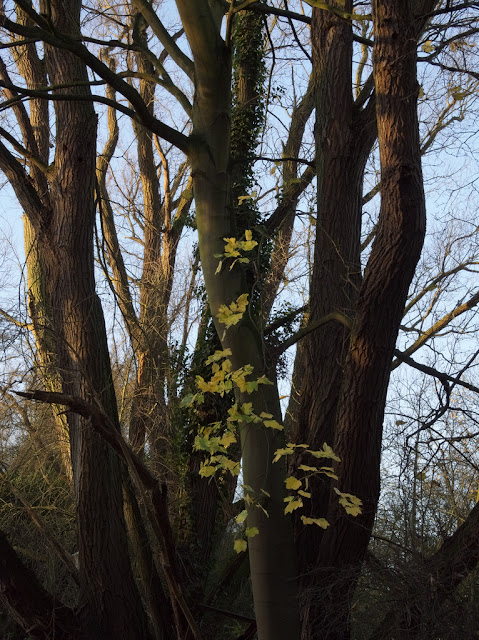 Last few sycamore leaves on group of trees