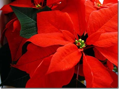 poinsettia