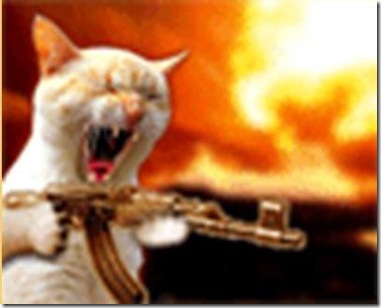 gatinho atirando