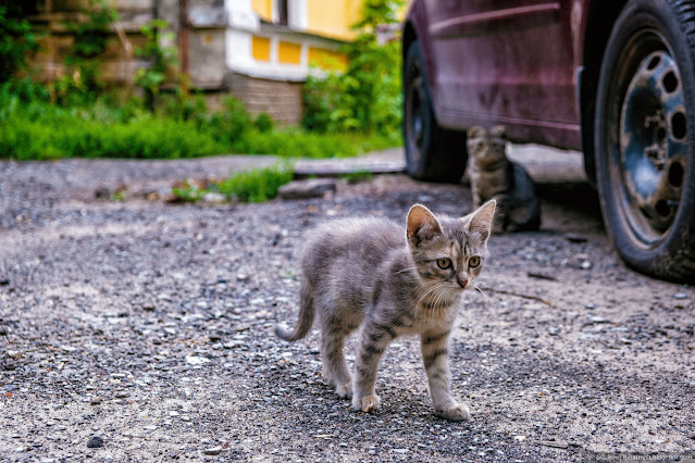 Серый котенок на каменистой дороге