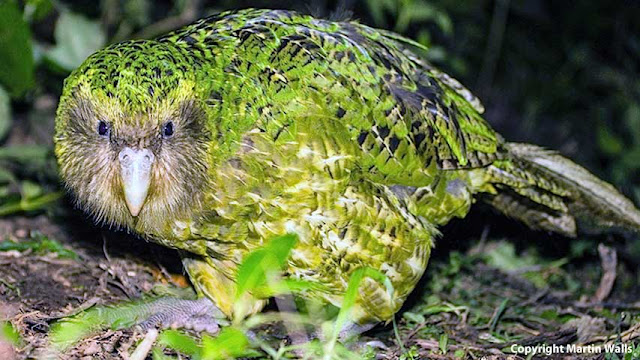 kakapo