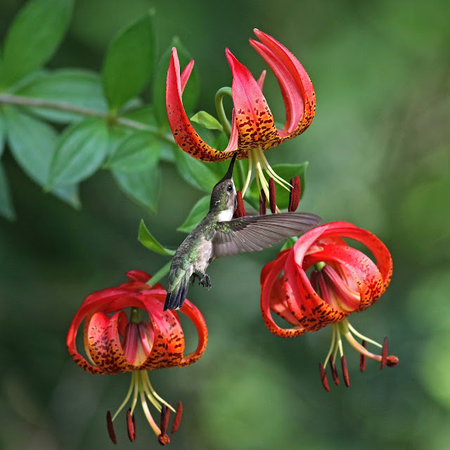 Лилия огнелюбивая (Lilium pyrophilum)