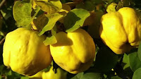 fruit around the world, strange fruit, strange fruit around the world, crazy fruit, crazy fruit around the world, QUINCE