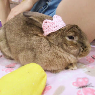 Rabbit wearing a tiara