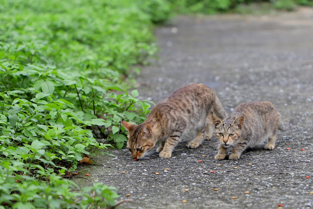 新北景點 猴硐貓村