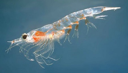 Krill