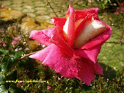 rose flower (rose )