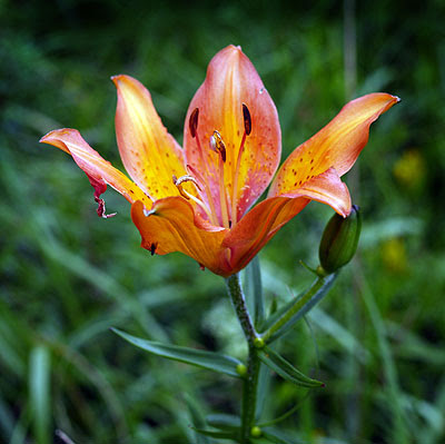 Lilium bulbiferum. Foto di Andrea Mangoni.