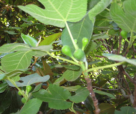 We have fig trees!