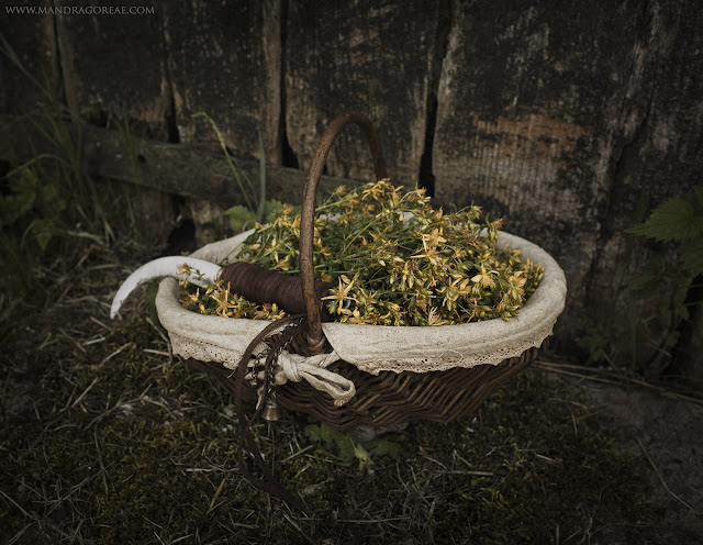 Hypericum Perforatum Harvest, St. John's wort, Hipérico, Hierba de San Juan