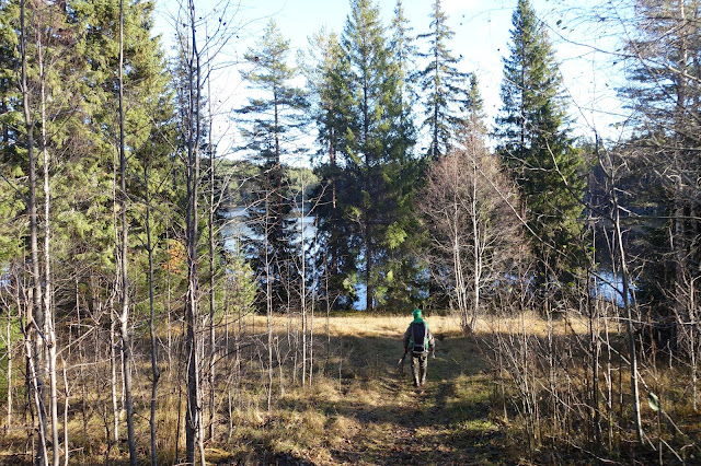 skog sol dalarna tjärn skogstjärn sjö träd myr vass natur mys gräs