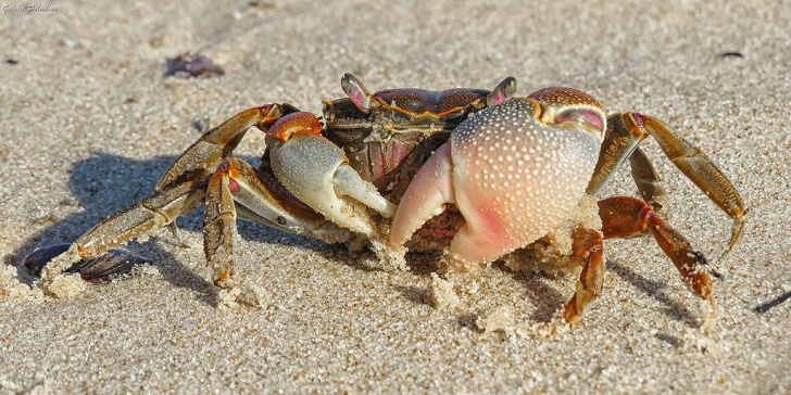 Mengapa Kepiting Berjalan Menyamping?