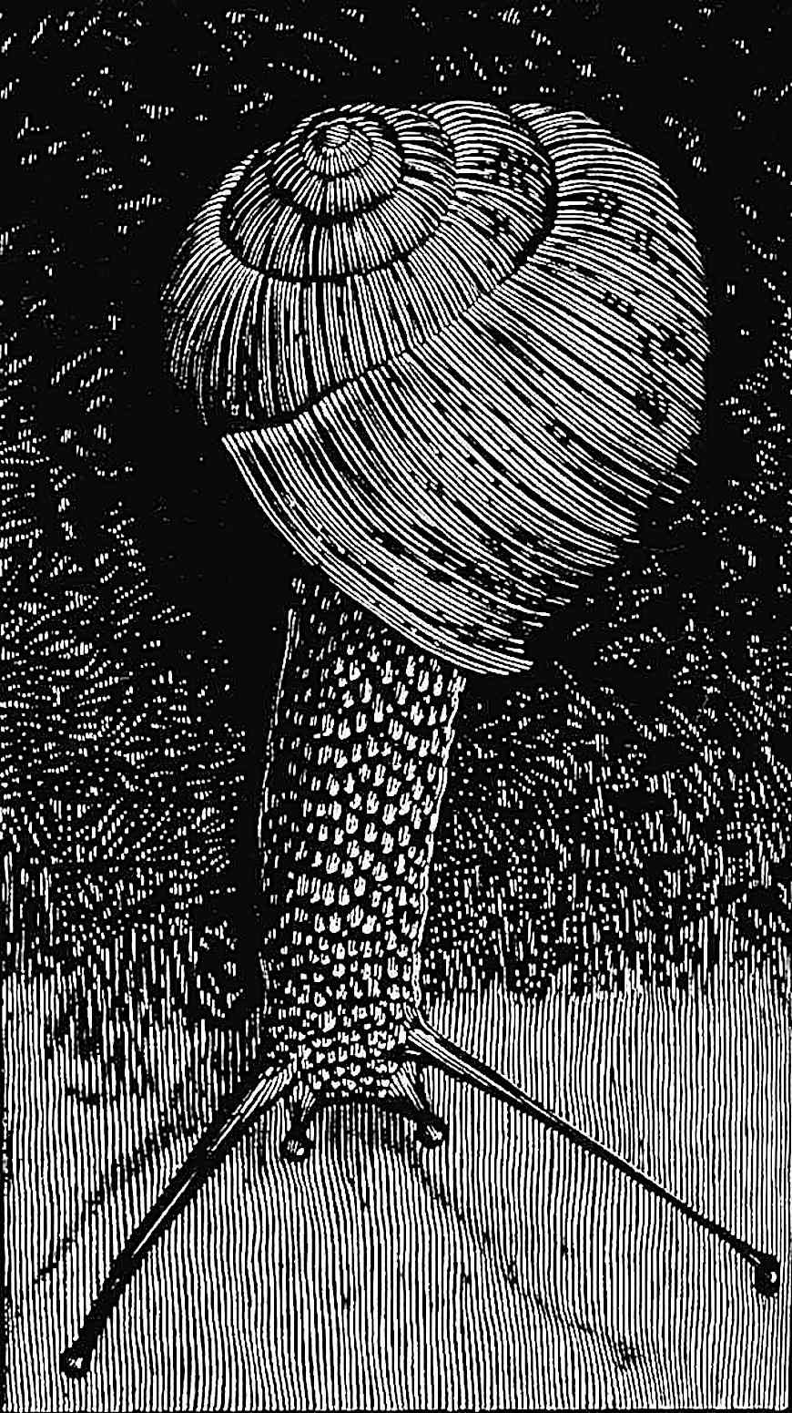 a Barry Moser illustration OF A SNAIL