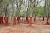 Palindromo Meszaros Captures the Aftermath of Hungary’s Worst Toxic Spill